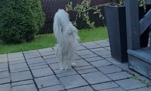 Doggy Dances For a Tomato