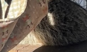 Chunky Raccoon Gets Stuck