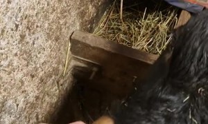 Cows Cuddle With Their Favorite Person