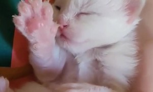 Princess Penny the White, First of Her Name