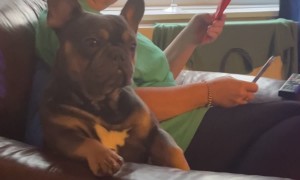 French Bulldog Startled Awake