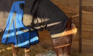 Horse Helps With Stall Chores
