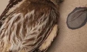 Two Unusual Buddies Nap Together