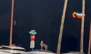 Coyote on Car Welcomes Security Guard to His Shift