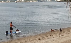 Dogs Hitch a Ride on Paddleboard