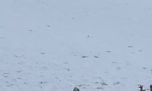 Bulldog Slides Down Snowy Hill