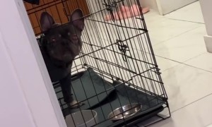 Frenchie Gets Put in Time-Out