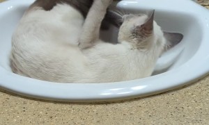Yuri In The Sink