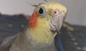 Cockatiel Sings the Addams Family Theme Song