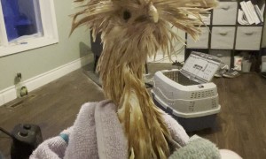 Fran Has A Very Bad Hair Day