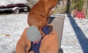 Luna The Boxer Is A Parrot