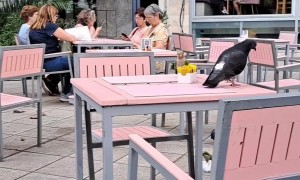 A Flock Of Spicy Parrots
