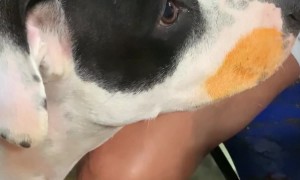 It's Very Unclear Who Ate The Noodles