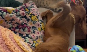 Playing Pup Flops Off The Couch