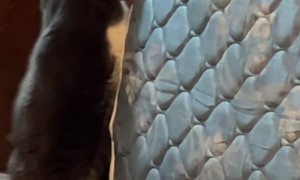 Nothing Is Too Big For This Cat