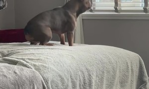 Frenchie Keeps a Close Eye on The Neighbors