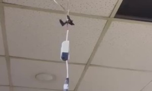 Cat Stuck In The Ceiling Tiles