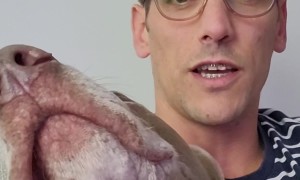 Clever Dog Opens Fridge