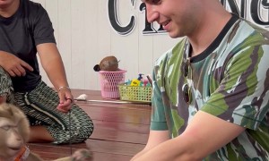 Monkey Unties A Knot