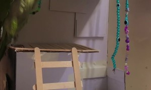 Parrot Falls Off Popsicle Stick Stairs