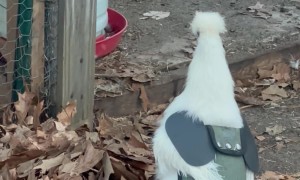 Rooster Defends Coop From Hawk