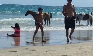 Horses Have a Beach Day