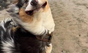 Windy Beach Day With The Dog