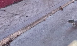 Squirrel Gets Shocked Off Fence