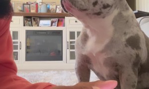Creme The Dog Wants Attention