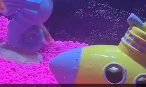 My Fish Have Gone Wild