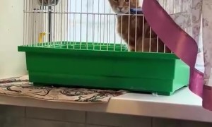 Bird Annoyed By Cat In Cage