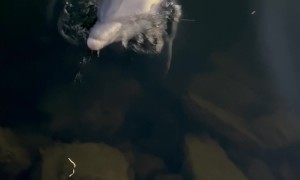 Dolphin And Boat Captain Are Best Friends