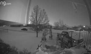 Security Camera Catches T-Rexes Playing in the Snow
