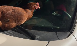 Chicken Rides on Windshield Wipers