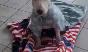 Majestic Miniature Bull Terrier