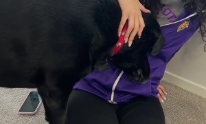 POV: Your Dog Realizes Your Cousin is Pregnant