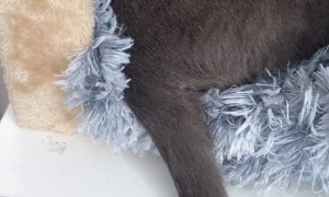 Sleeping Kitty Is Unbothered