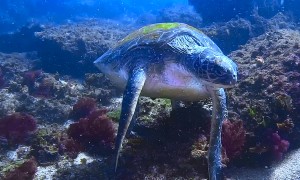 The Most Relaxed Turtle Ever