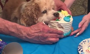 Jasper Decides He Can Have His Cake and Eat it Too
