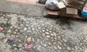 Trash Dog Chases Stomped Foot