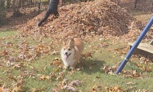 Corgi Leaps Into Leaf Pile