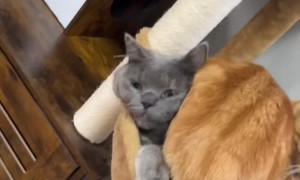 Cats Have a Unique Way of Getting Comfy