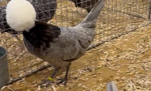 Fabulous Chickens With Fluffy Heads