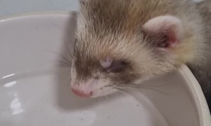 Have You Ever Heard a Baby Ferret Snore?