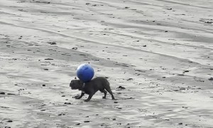 Dog Demonstrates Impressive Ball Balancing Skills