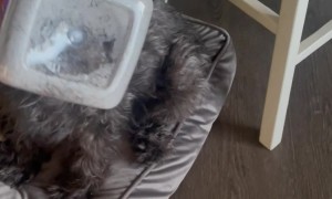 Dog Gets Stuck Diving For Treat Crumbs