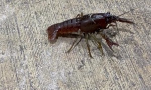 Crawfish Adventures at a Florida Gas Station