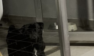 When Your Pug Forgets How Doors Work