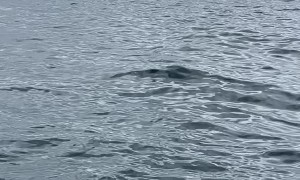 Kingfish Touches The Sky