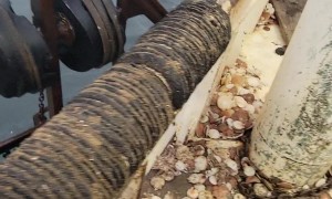 Fishermen Feed Massive Tuna